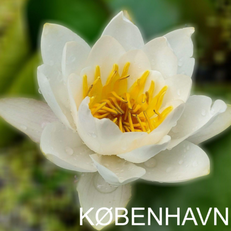 PowerTantra single event København